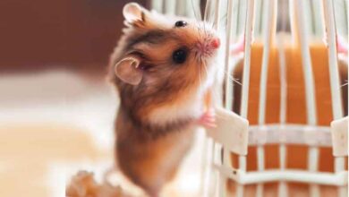 Pourquoi mon Hamster nain grimpe-t-il dans la cage