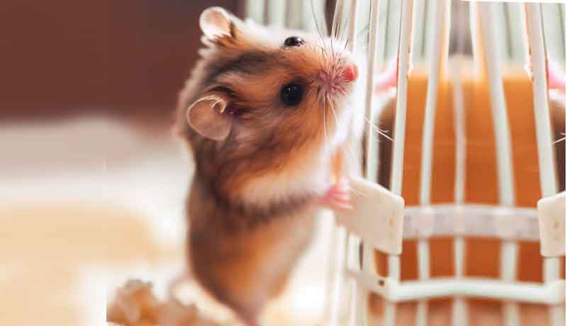 Pourquoi mon Hamster nain grimpe-t-il dans la cage