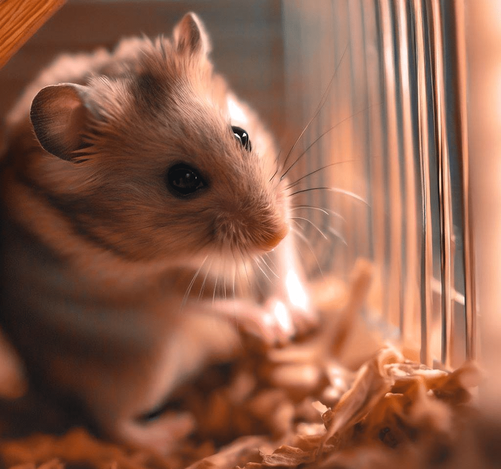 Pourquoi mon Hamster nain grimpe-t-il dans la cage?