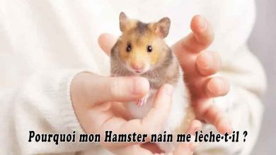 Pourquoi mon Hamster nain me lèche-t-il