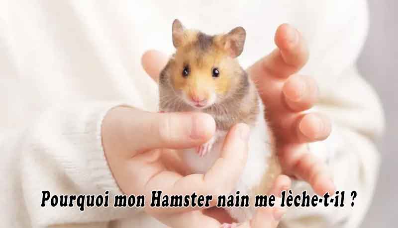 Pourquoi mon Hamster nain me lèche-t-il