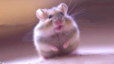 Pourquoi mon Hamster nain vibre-t-il