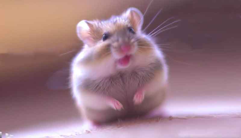 Pourquoi mon Hamster nain vibre-t-il