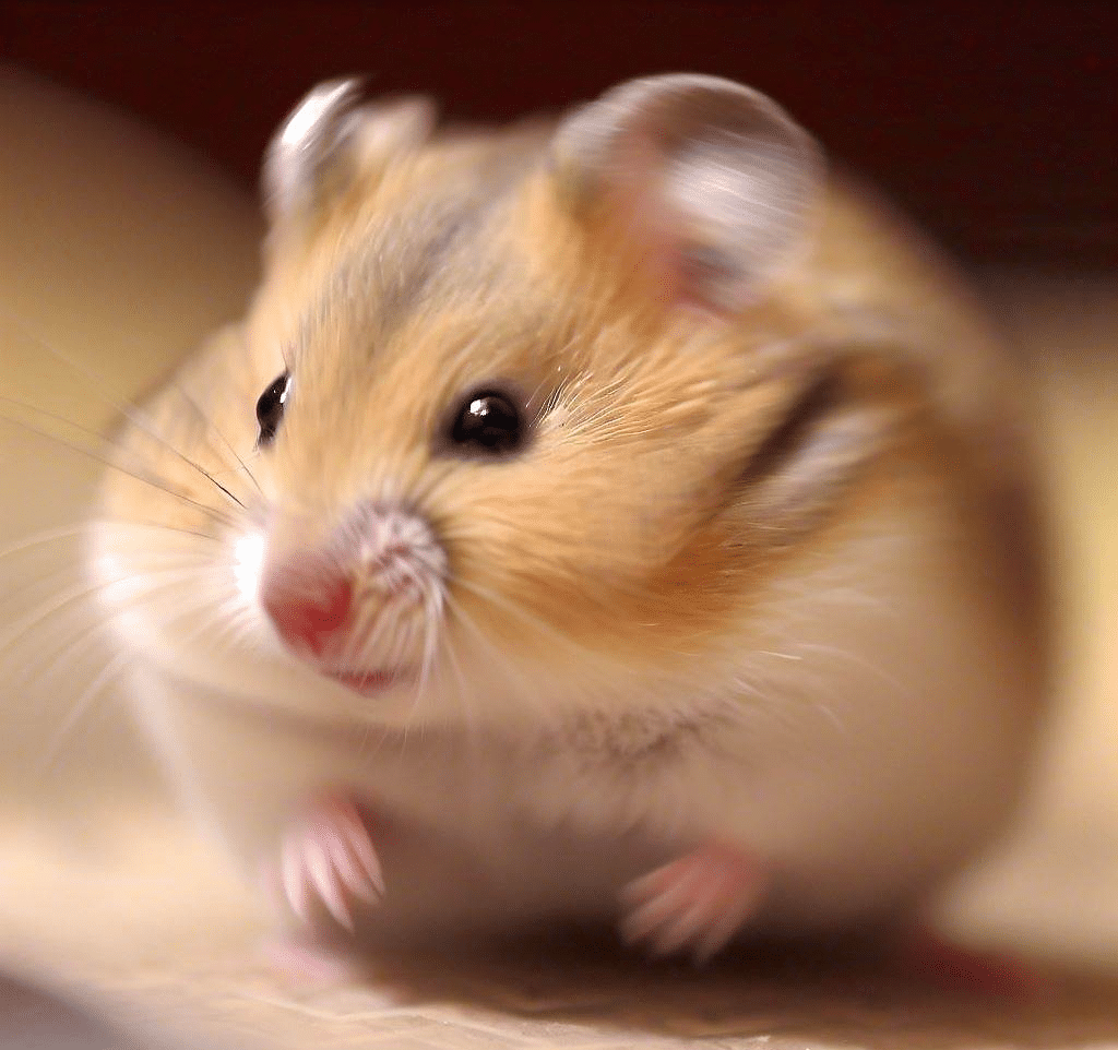 Pourquoi mon Hamster nain vibre-t-il?