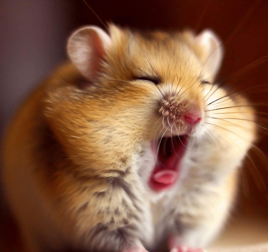 Pourquoi mon Hamster n’arrête pas de bailler?