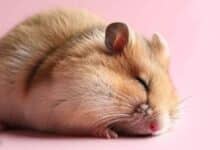 Pourquoi mon Hamster ne fait que dormir