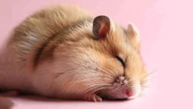 Pourquoi mon Hamster ne fait que dormir