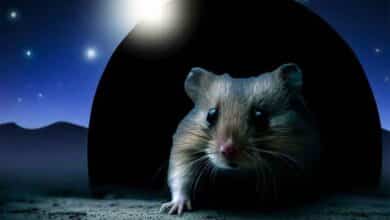 Pourquoi mon Hamster ne fait que sortir la nuit?