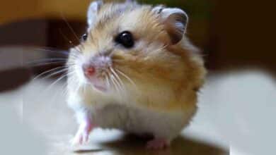 Pourquoi mon Hamster ne marche pas correctement