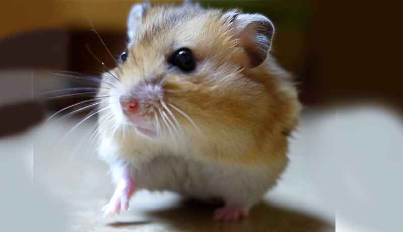 Pourquoi mon Hamster ne marche pas correctement