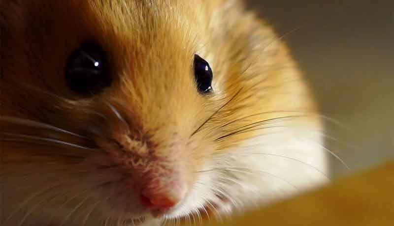 Pourquoi mon Hamster ne me voit pas d’un bon œil