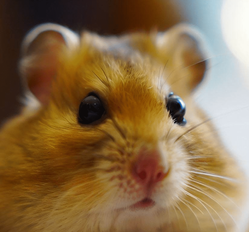 Pourquoi mon Hamster ne me voit pas d’un bon œil?