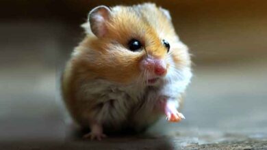 Pourquoi mon Hamster ne peut pas marcher