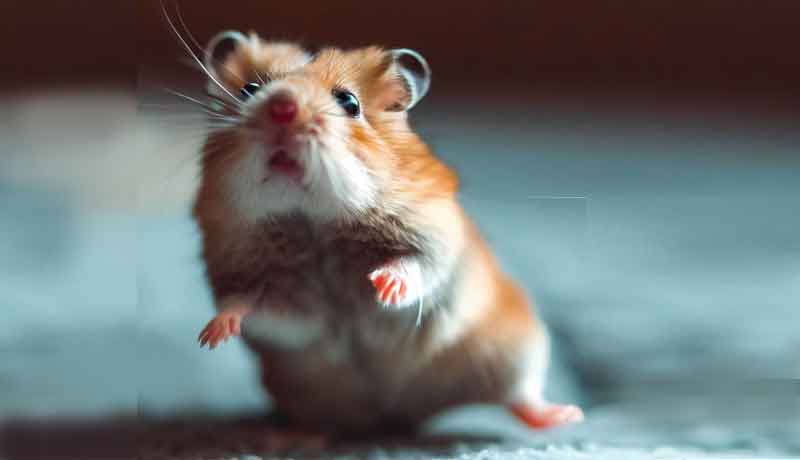 Pourquoi mon Hamster ne peut pas se lever?