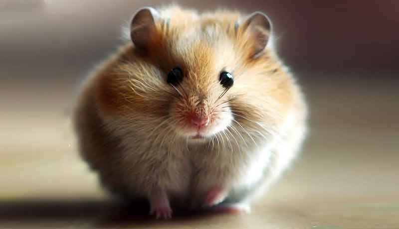 Pourquoi mon Hamster ne reste-t-il jamais immobile