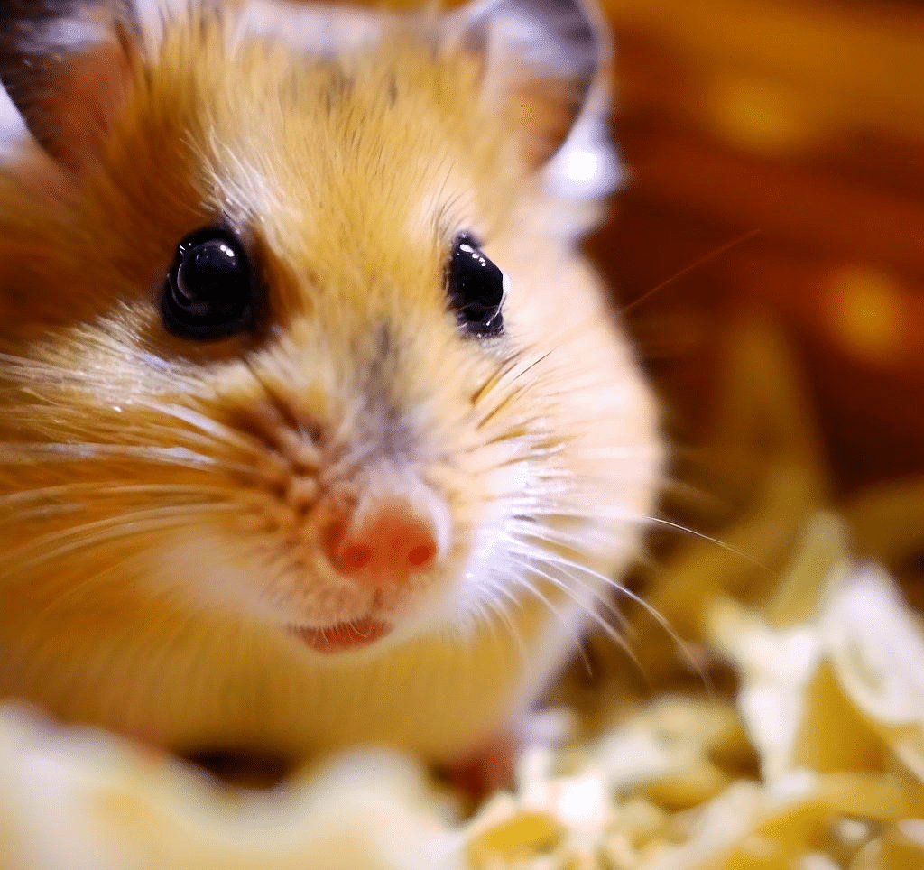 Pourquoi mon Hamster ne sort jamais?