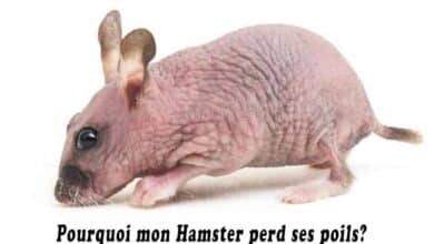 Pourquoi mon Hamster perd ses poils?