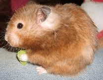 Pourquoi mon Hamster perd ses poils?