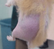 Pourquoi mon Hamster perd ses poils?