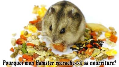 Pourquoi mon Hamster recrache-t-il sa nourriture?