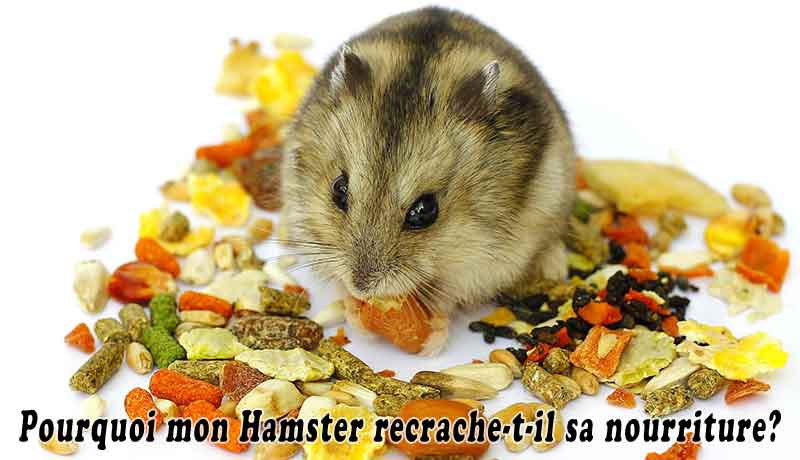 Pourquoi mon Hamster recrache-t-il sa nourriture?