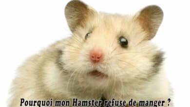 Pourquoi mon Hamster refuse de manger?