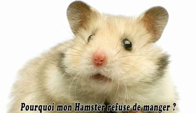 Pourquoi mon Hamster refuse de manger?