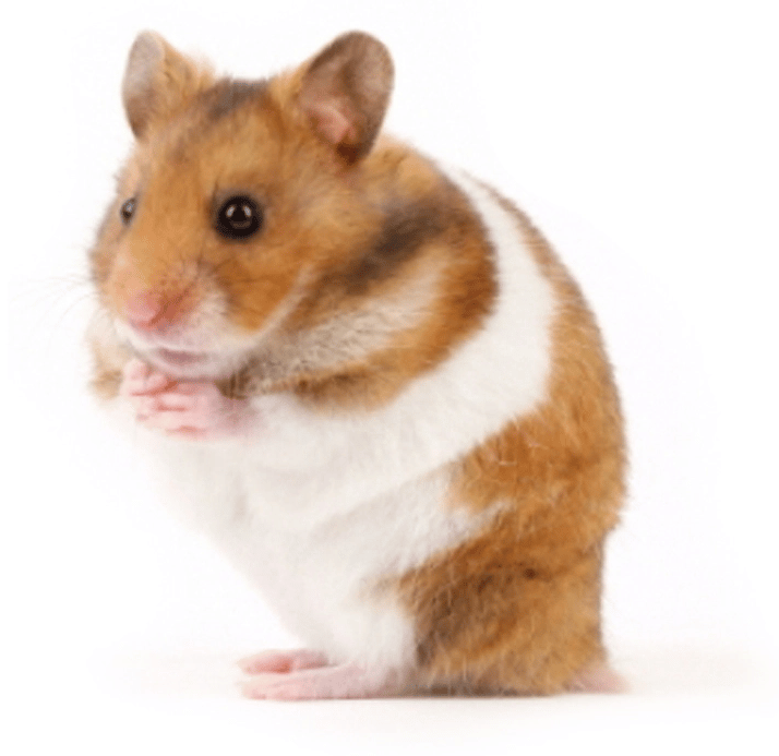Pourquoi mon Hamster refuse de manger?