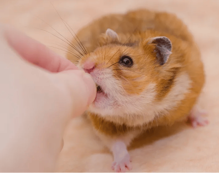 Pourquoi mon Hamster refuse de manger?