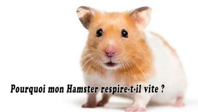 Pourquoi mon Hamster respire-t-il vite