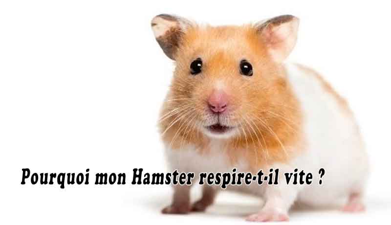 Pourquoi mon Hamster respire-t-il vite