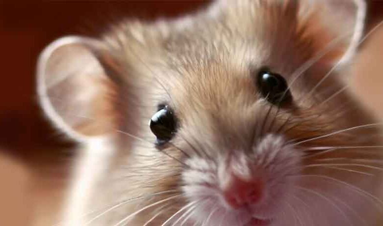 Pourquoi mon Hamster ressemble-t-il à un rat?