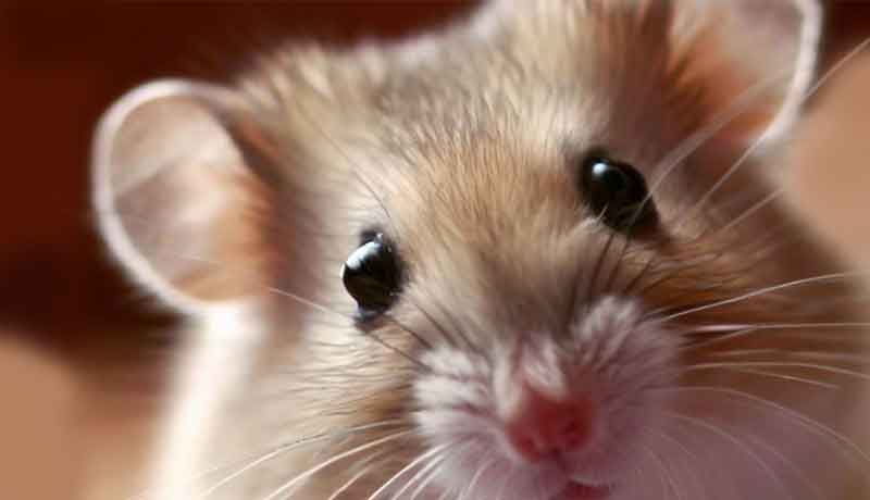 Pourquoi mon Hamster ressemble-t-il à un rat?