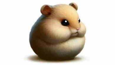 Pourquoi mon Hamster reste-t-il au même endroit?