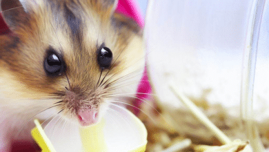 Pourquoi mon Hamster retire-t-il ses crottes