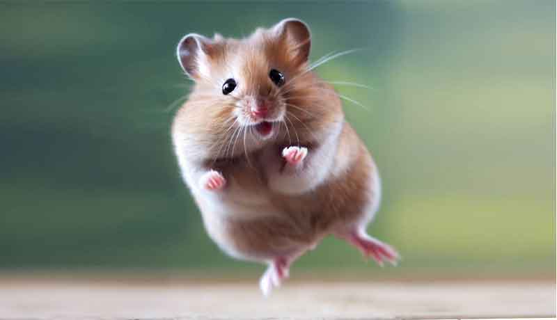 Pourquoi mon Hamster saute-t-il de haut en bas