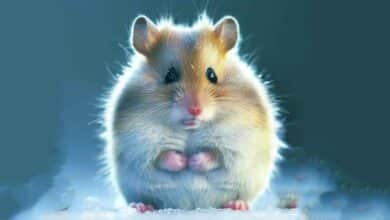 Pourquoi mon Hamster se fige-t-il lorsque je le caresse