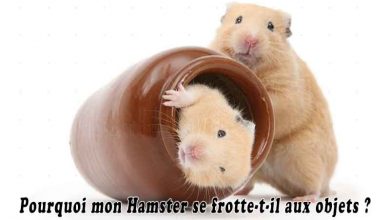 Pourquoi mon Hamster se frotte-t-il aux objets