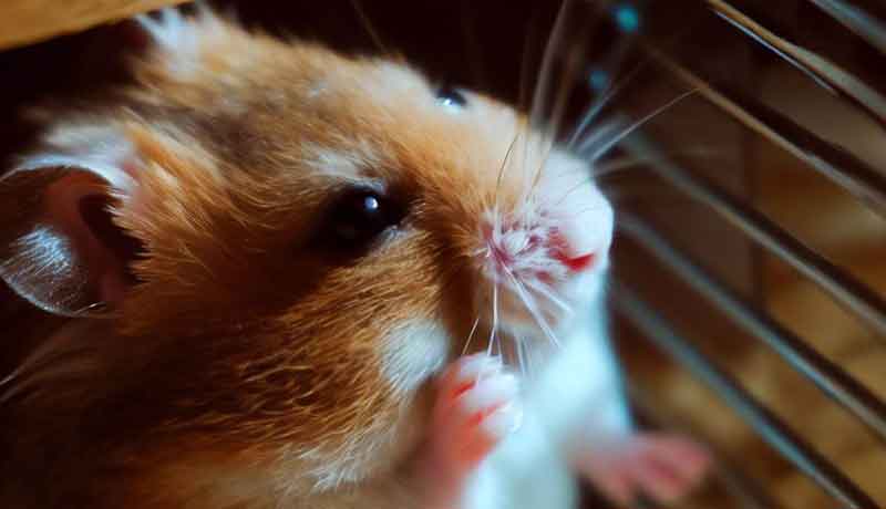 Pourquoi mon Hamster se frotte-t-il contre la cage