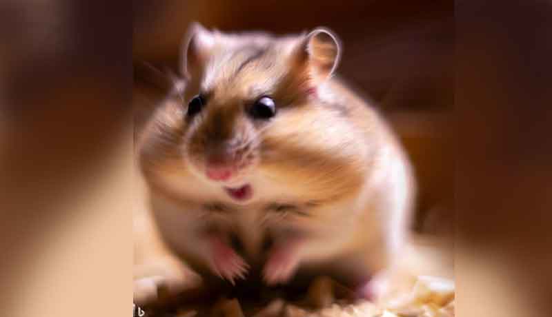 Pourquoi mon Hamster se met à trembler?