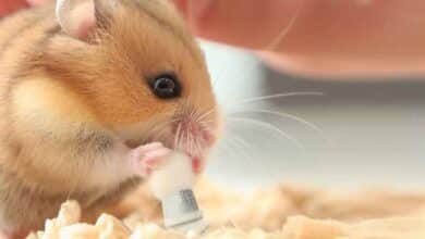 Pourquoi mon Hamster se nettoie-t-il autant