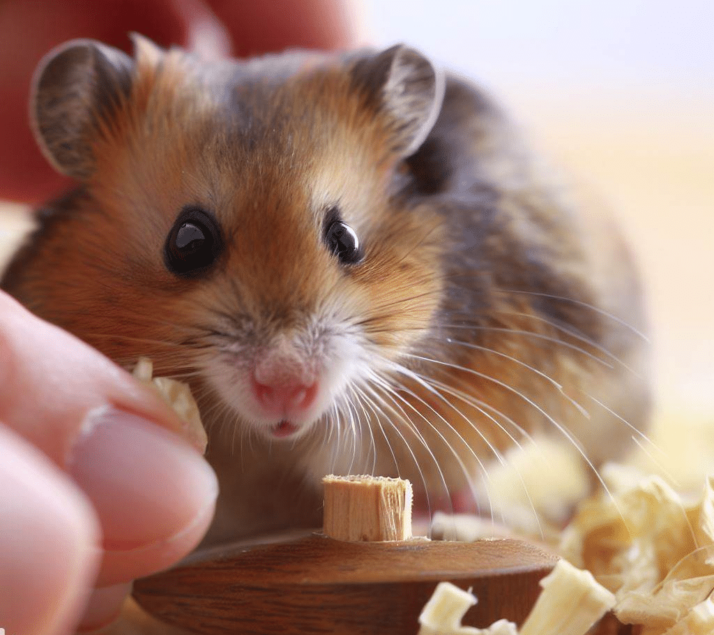 Pourquoi mon Hamster se nettoie-t-il autant?