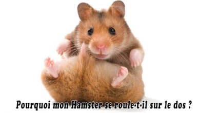 Pourquoi mon Hamster se roule-t-il sur le dos