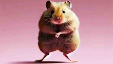 Pourquoi mon Hamster se tient-il sur deux pieds