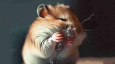 Pourquoi mon Hamster se toilette-t-il autant