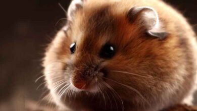 Pourquoi mon Hamster s’éteint-il?