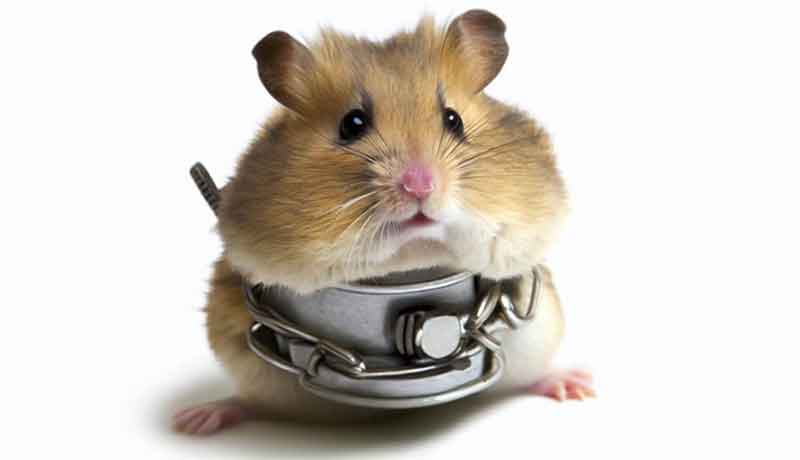 Pourquoi mon Hamster s’immobilise-t-il quand il me voit?