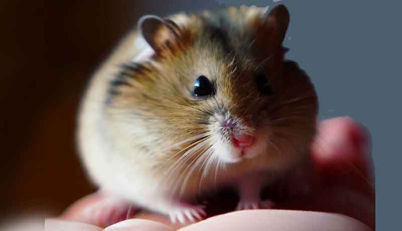 Pourquoi mon Hamster tremble-t-il lorsque je le tiens