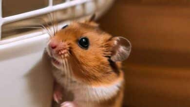 Pourquoi mon Hamster va-t-il dans le coin de sa cage