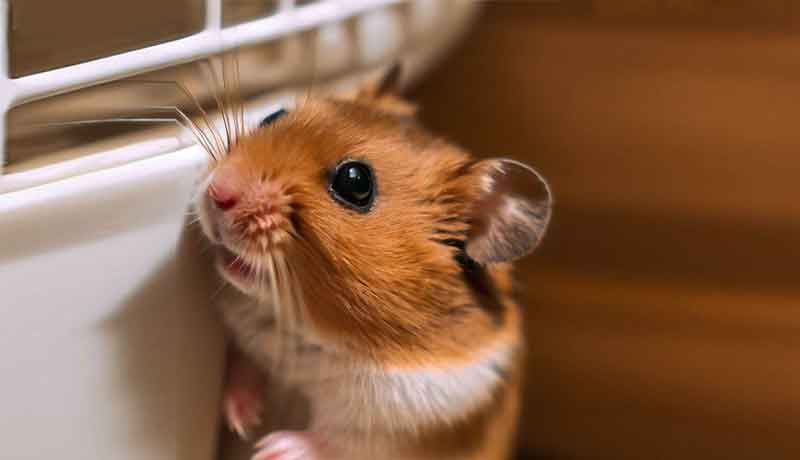 Pourquoi mon Hamster va-t-il dans le coin de sa cage